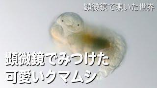 顕微鏡でみつけた可愛いクマムシ (Tardigrade)