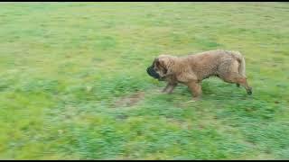 Happy Caucasian puppy jumps to greet you!