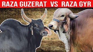  GYR Lechero VS Raza GUZERAT Cuál Es La Mejor Para La Producción De Leche y Carne