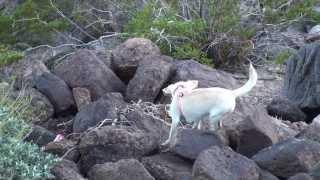 Peanut and Snowflake Chihuahua at Black Mountain Henderson Nevada