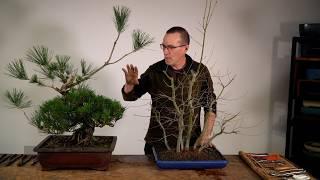 Thicken the trunk of your Bonsai