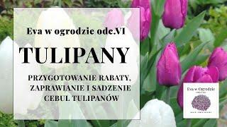 Tulipany, przygotowanie rabaty, zaprawianie i sadzenie cebul tulipanów