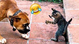 Funny Dogs And Cats Videos 2024  - Best Funniest Animal Videos Of The week #272