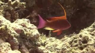 HD1080i Diving in Fiji Island August 2015 Part3