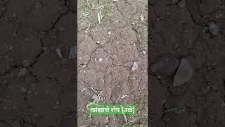 कांदा उळे | कांदा रोप | उन्हाळी कांदा | Onion Farming | Farmer #trending #onion #farming #farmer #yt