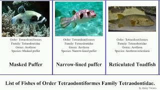 Fishes of Order Tetraodontiformes Family Tetraodontidae puffer pufferfish toadfish toby blaasop