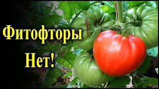 А у меня фитофторы нет, и вот почему. Мой рецепт профилактики фитофтороза помидоров.