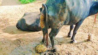 Buffalo dung ll buffalo poop ll pooping video