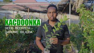 Kacdoonka Geed beerista Garowe-Bilicsan