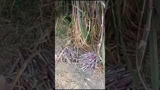 red napier grass, red napier grass benefits, Napier grass in Pakistan