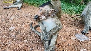 Milto tries asking & convincing food, hungry monkeys request fruits, Milto a lovely  & cute one