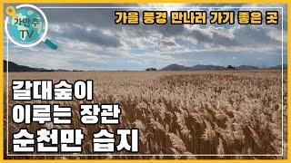 갈대숲이 장관을 이루는 곳 순천만 습지