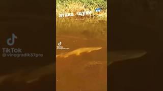 Бешеная атака щуки#рыбалка #щука #fishing #bigfish #shorts #short #shortvideo #хобби #мужскоехобби