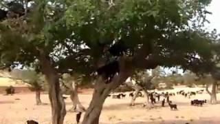 Марокканские козы пасутся... на деревьях.mp4