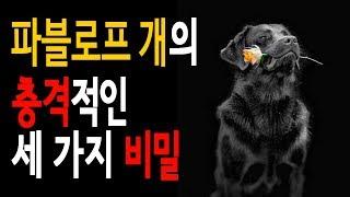 [심리학] 파블로프 개의 충격적인 비밀