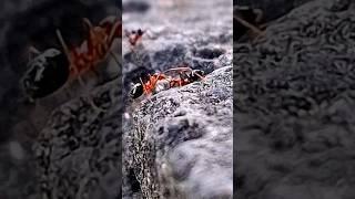 о чем говорят муравьи/what do ants talk about #cute #fun #animals #shorts