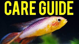 Apistogramma Agassizii ​Care Guide - Colorful Centerpiece Fish for Nano Tanks