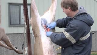 How to field dress / gut a deer fast and easy upside down!
