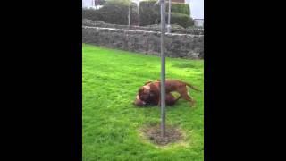 Dogue de Bordeaux farrah&kyzor play fighting