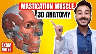 Mastication Muscles Anatomy 3D | Muscle of mastication anatomy | muscles of mastication origin