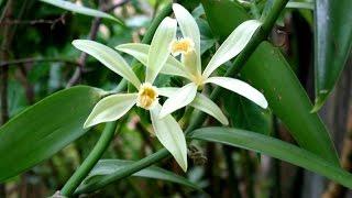 Как укоренить черенки орхидеи Ваниль _