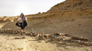 The mystery of the Valley of the Whales. Were they terrestrial animals?