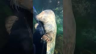 “물개가 사람 다리를 꼭 껴안은 진짜 이유는? 바닷속 감동 포착  | Seal’s Underwater Hug!”
