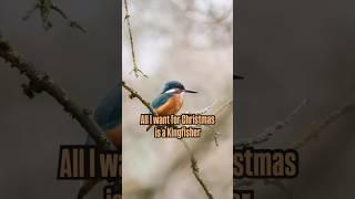 All I want for Christmas is a Kingfisher - Eisvogel-Begegnung  | Merry Christmas