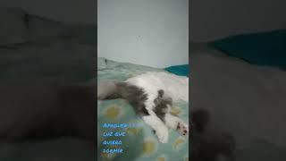 este michi duerme todo el día@gatos@michis@durmiendo