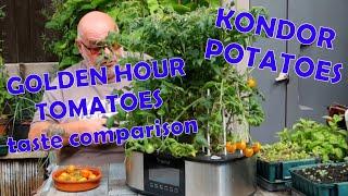 Golden Hour Tomatoes & Kondor Potatoes
