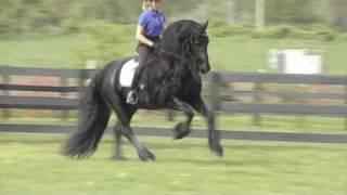 FRIESIAN STALLION "Leave you Breathless"