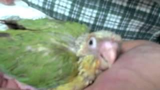 Zazu - Green Cheek Conure