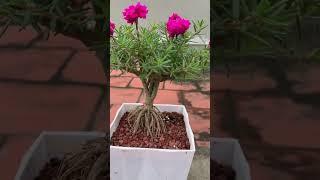 Bonsai moss rose!!! Bonsai hoa 10h