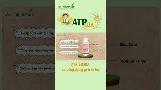 ATP SILIKA CÓ CÔNG DỤNG GÌ TRÊN LÚA | An Thịnh Phát