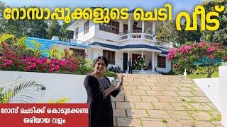 garden tour ഇനി റോസ് ചെടിയിൽ പൂക്കൾ വിരിയിക്കാൻ എളുപ്പവഴി