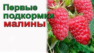 Первая подкормка малины для большого урожая.