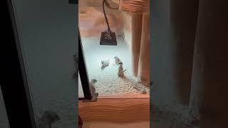 Meerkat #howto #viralshorts #satisfying