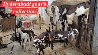 hyderabadi goat kid's available in Hyderabad | hyderabadi bakriya aur pure hyderabadi breeder bakra