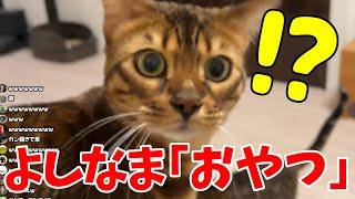 「おやつ」というだけですぐに振り向く猫に爆笑するよしなま【猫戯れ動画】【2024/12/24】