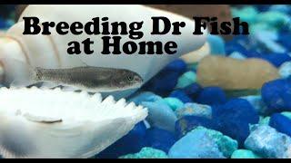 Breeding Dr fish, a fun Surprise!