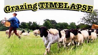 WHAT ROTATIONAL GRAZING DOES FOR SHEEP // Does Rotational Grazing Work?