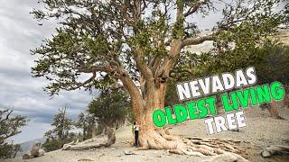 Best Hiking Trails LAS VEGAS | Mt. Charleston's Raintree Trail