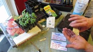 Great Herbs! How to Seed Start Sage & Lavender Indoors: Slow Growers! - MFG 2014
