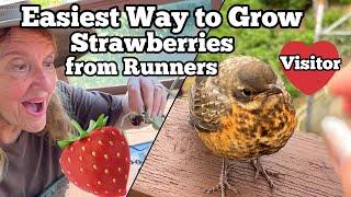 Propagating Strawberries SO EASY Planting Strawberry Runners & A Miracle Visit from a baby Red Robin