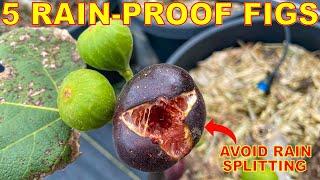 5 Must Have Figs For EVERY Garden That Resist Rain And Humidity