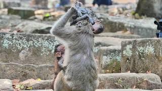 The Best Collection of Baby Monkey Very Nice Monkey | Primate Monkey