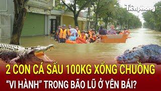 Bản tin thời sự: Choáng váng 2 con cá sấu 100kg xổng chuồng “vi hành” trong bão lũ ở Yên Bái?