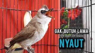 trucukan gacor TARUNG ROPEL PANJANG pancingan trucukan agar bunyi jadikan burung trucuk gacor EMOSI