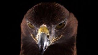 Golden Eagle in Slow Motion | Slo Mo | Earth Unplugged