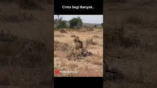 Cinta Segi Banyak - Para Singa Betina Rebutan Leopard